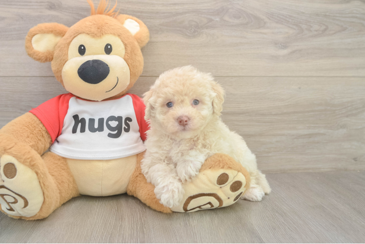 Meet Nutella - our Poochon Puppy Photo 1/3 - Puppy Love PR Best Poochon Baby
