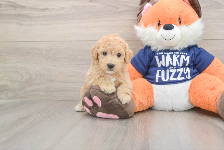 Smart Poochon Poodle Mix Pup