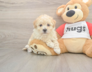 8 week old Poochon Puppy For Sale - Puppy Love PR