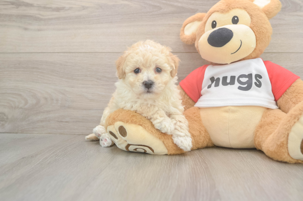 6 week old Poochon Puppy For Sale - Puppy Love PR