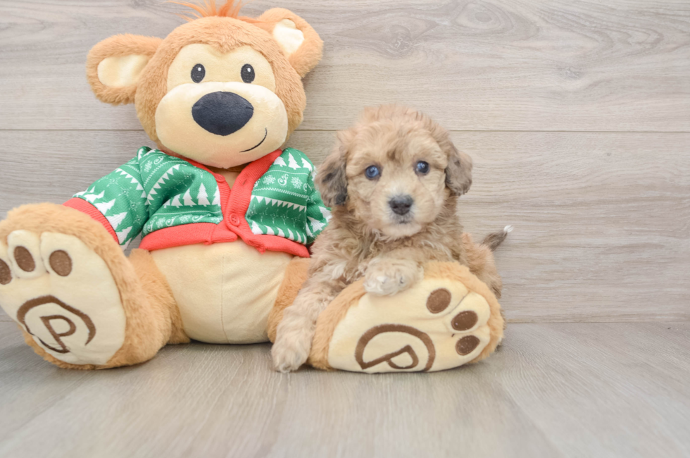 5 week old Poochon Puppy For Sale - Puppy Love PR