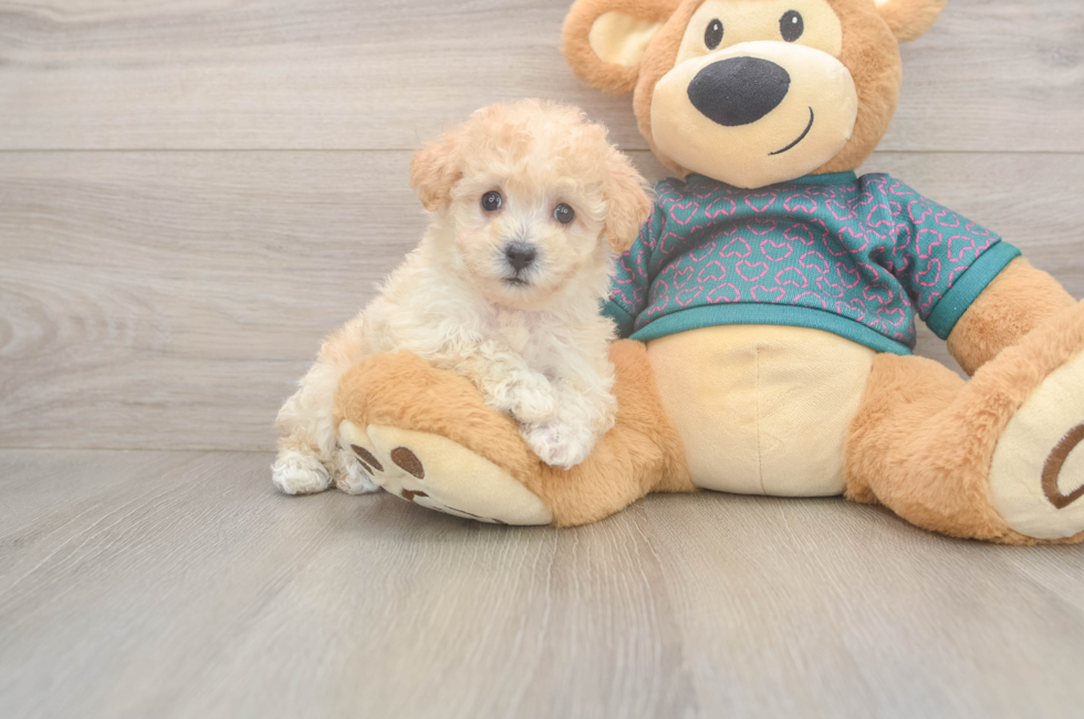 6 week old Poochon Puppy For Sale - Puppy Love PR