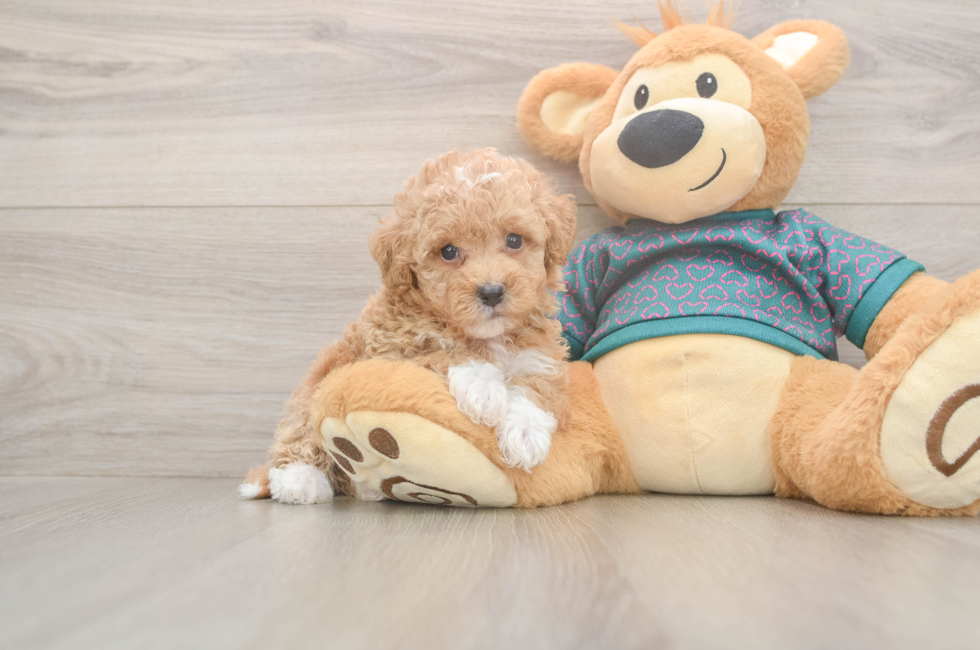6 week old Poochon Puppy For Sale - Puppy Love PR