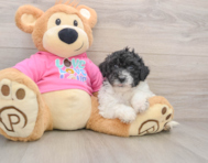 5 week old Poochon Puppy For Sale - Puppy Love PR