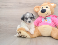 5 week old Poochon Puppy For Sale - Puppy Love PR