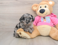 5 week old Poochon Puppy For Sale - Puppy Love PR
