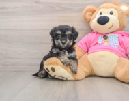 6 week old Poochon Puppy For Sale - Puppy Love PR