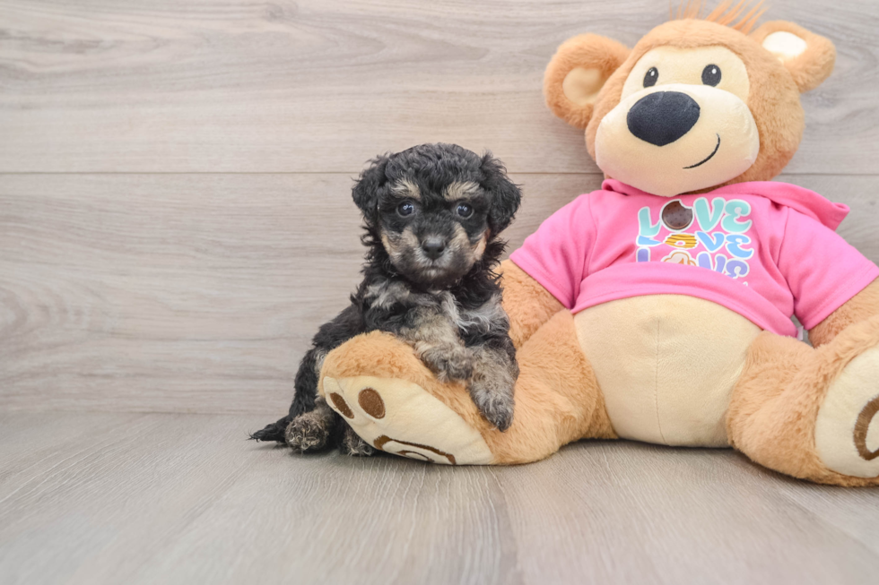 Poochon Pup Being Cute