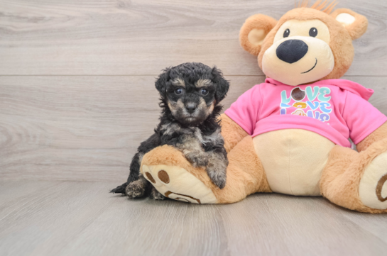 Poochon Pup Being Cute