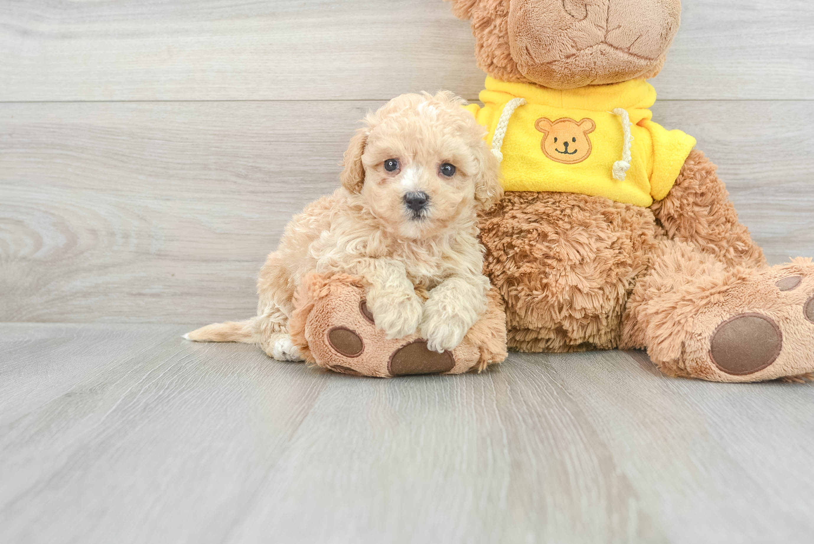 Poochon Pup Being Cute