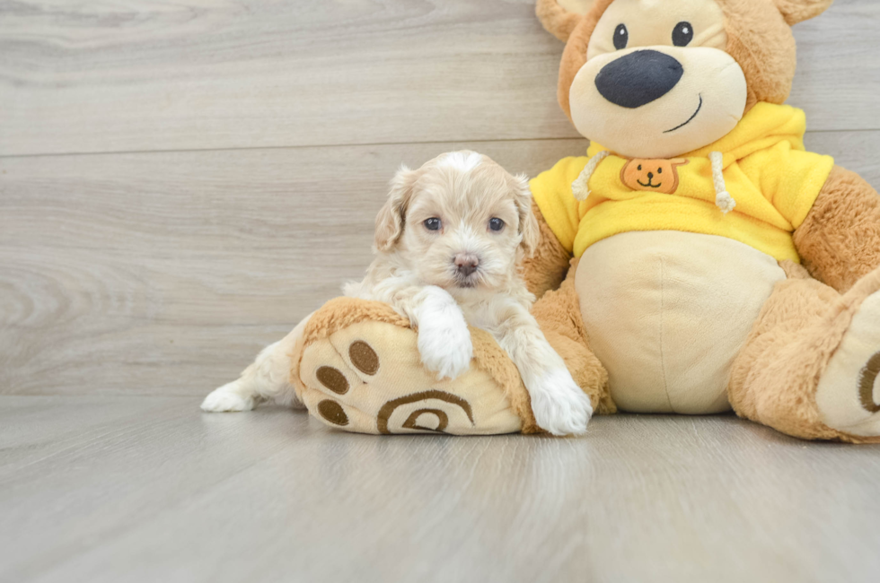 7 week old Poochon Puppy For Sale - Puppy Love PR