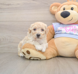 7 week old Poochon Puppy For Sale - Puppy Love PR