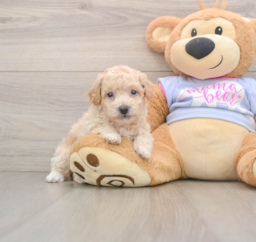 6 week old Poochon Puppy For Sale - Puppy Love PR