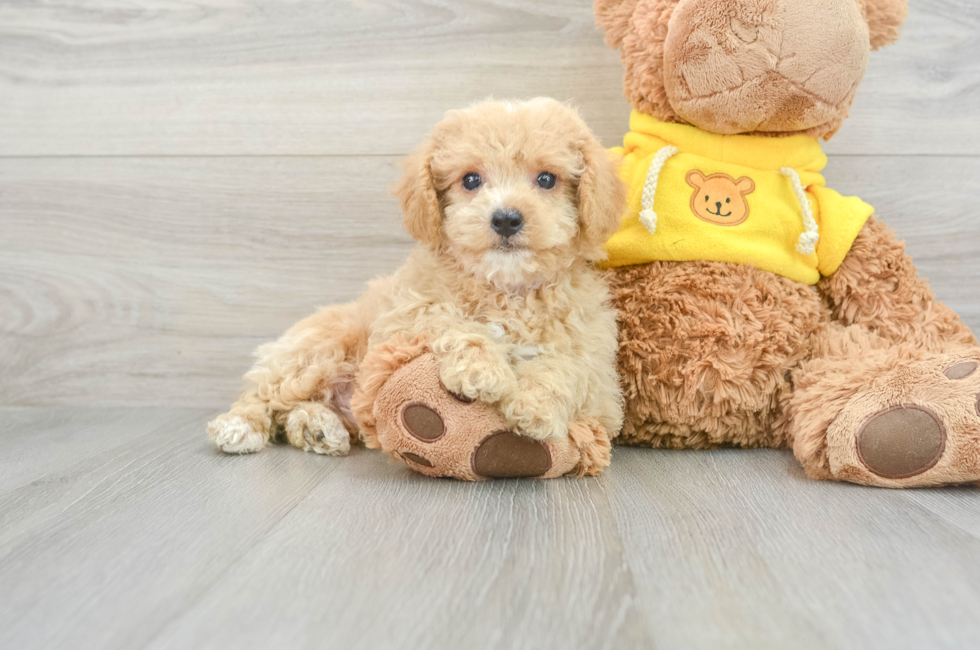 9 week old Poochon Puppy For Sale - Puppy Love PR