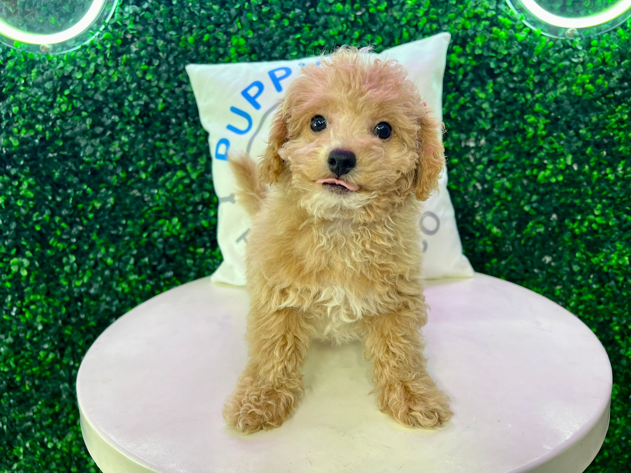 Cute Bichpoo Poodle Mix Puppy