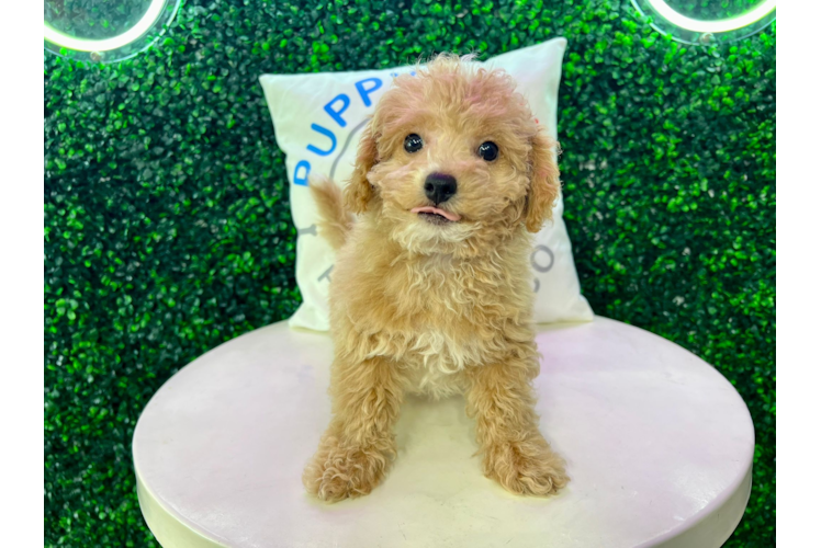 Meet Peyton - our Poochon Puppy Photo 1/4 - Puppy Love PR Cute Bichpoo Poodle Mix Puppy