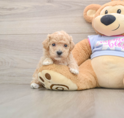 6 week old Poochon Puppy For Sale - Puppy Love PR