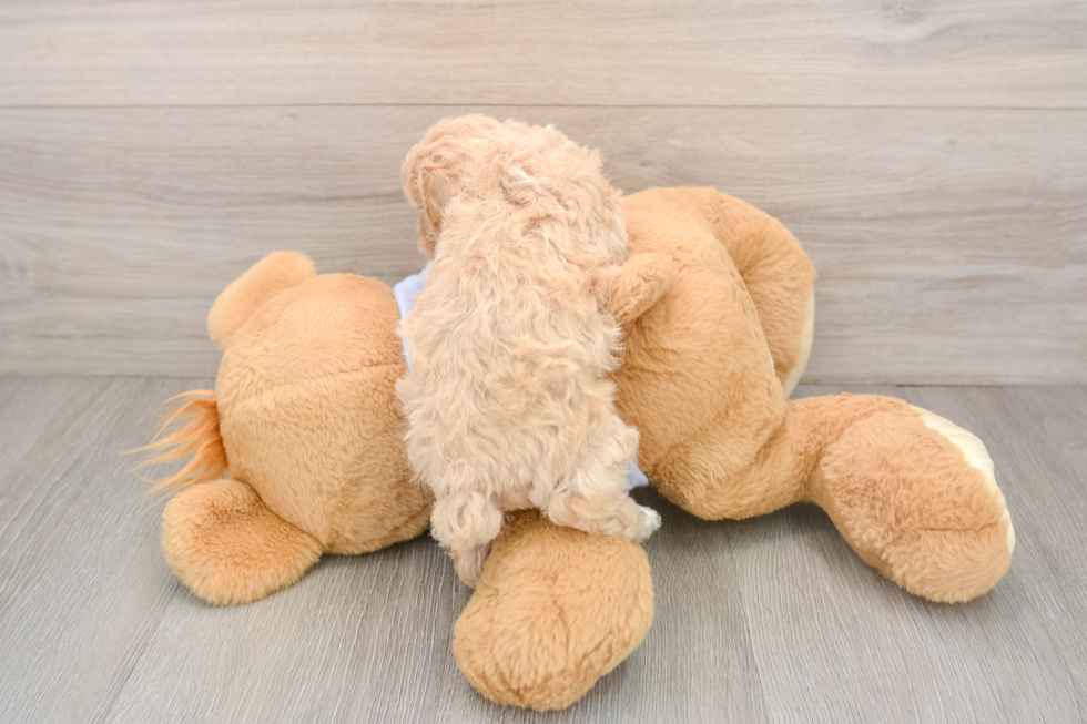 Hypoallergenic Bichpoo Poodle Mix Puppy