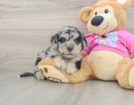 5 week old Poochon Puppy For Sale - Puppy Love PR