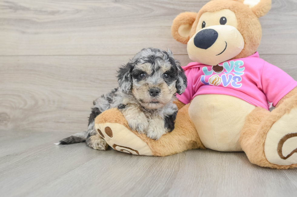 5 week old Poochon Puppy For Sale - Puppy Love PR