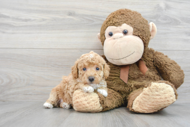 Energetic Bichpoo Poodle Mix Puppy