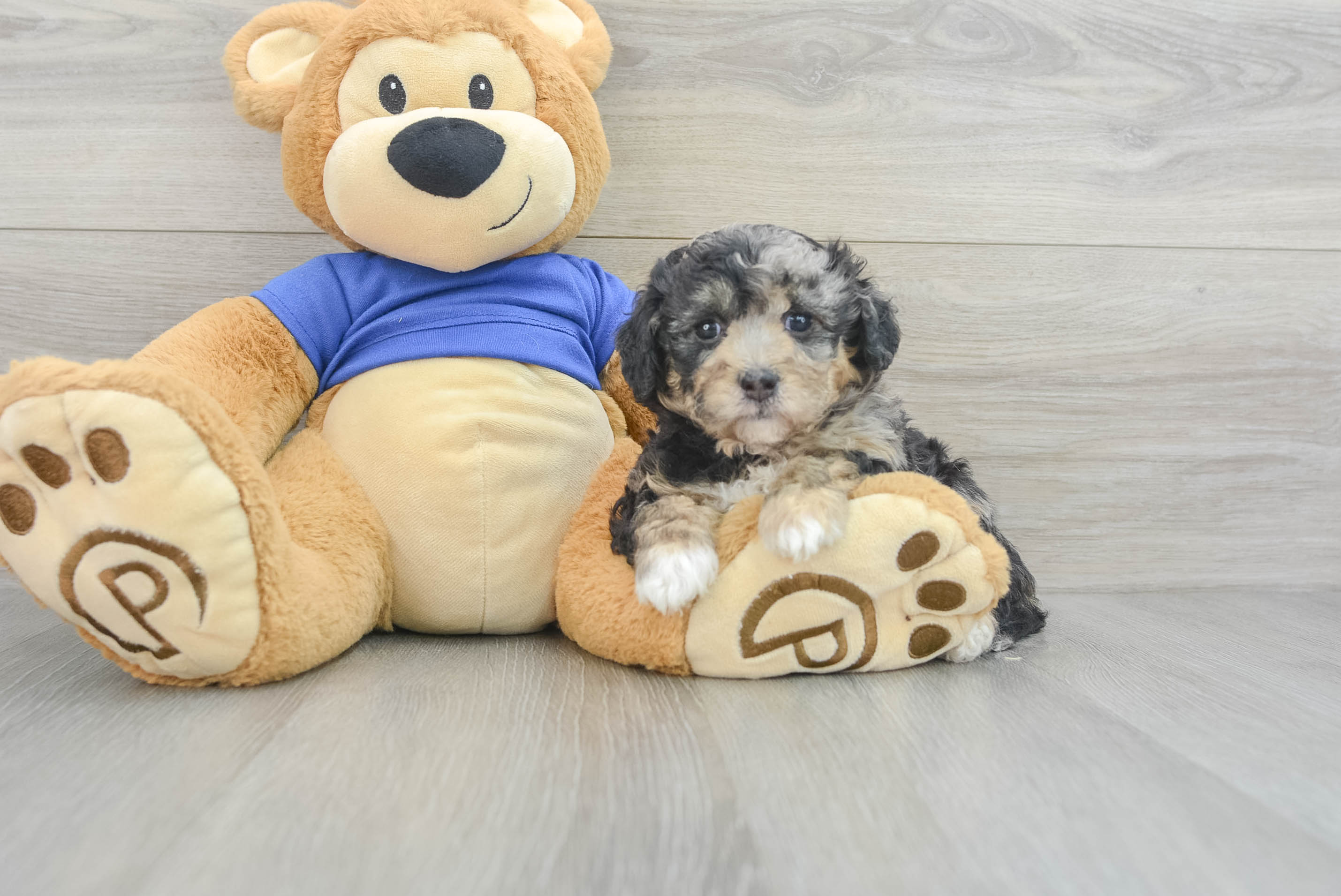 Poochon Puppy for Adoption