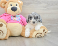 5 week old Poochon Puppy For Sale - Puppy Love PR