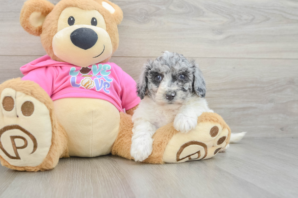 5 week old Poochon Puppy For Sale - Puppy Love PR