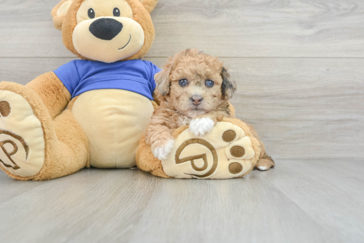Meet Primrose - our Poochon Puppy Photo 1/3 - Puppy Love PR Sweet Poochon Baby