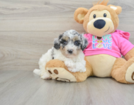 7 week old Poochon Puppy For Sale - Puppy Love PR