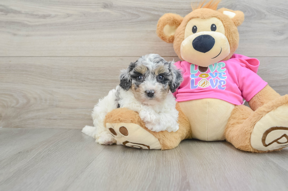 7 week old Poochon Puppy For Sale - Puppy Love PR