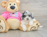 5 week old Poochon Puppy For Sale - Puppy Love PR