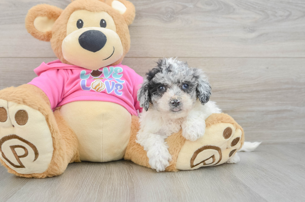 5 week old Poochon Puppy For Sale - Puppy Love PR