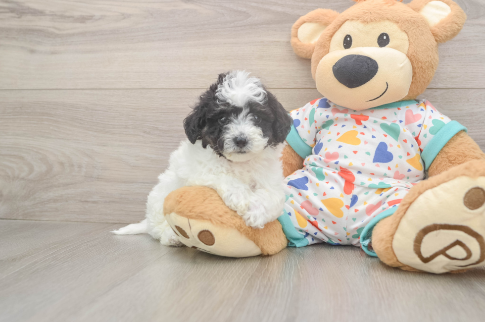 5 week old Poochon Puppy For Sale - Puppy Love PR