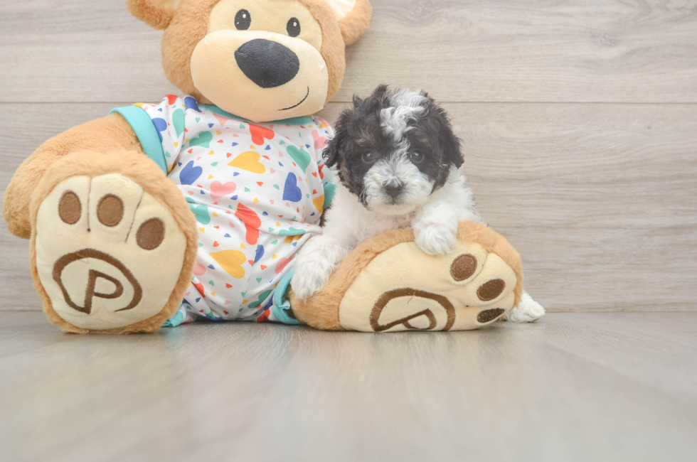 5 week old Poochon Puppy For Sale - Puppy Love PR