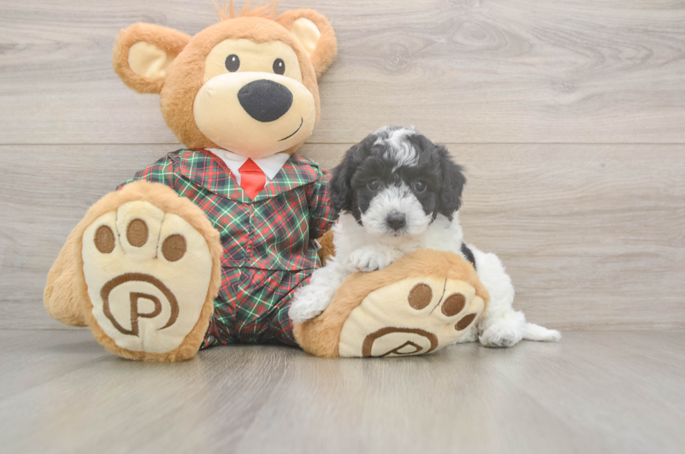 5 week old Poochon Puppy For Sale - Puppy Love PR