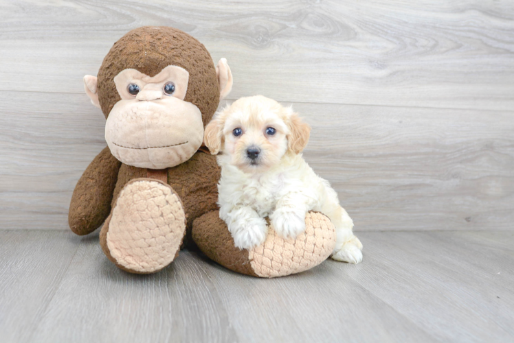 Meet Raquel - our Poochon Puppy Photo 1/3 - Puppy Love PR Poochon Puppy for Adoption