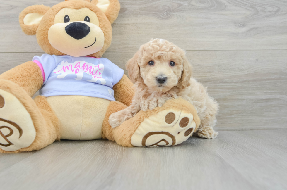 7 week old Poochon Puppy For Sale - Puppy Love PR