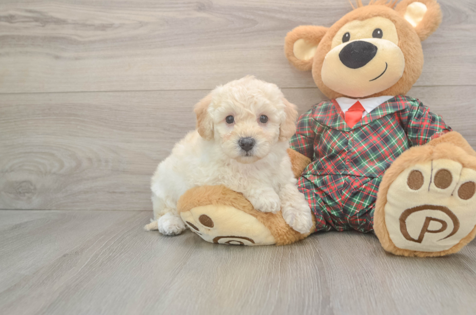 5 week old Poochon Puppy For Sale - Puppy Love PR