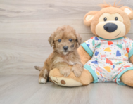 7 week old Poochon Puppy For Sale - Puppy Love PR