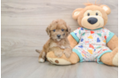 Poochon Puppy for Adoption