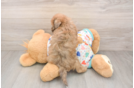 Playful Bichpoo Poodle Mix Puppy