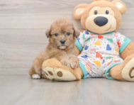 7 week old Poochon Puppy For Sale - Puppy Love PR