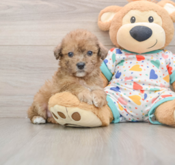 7 week old Poochon Puppy For Sale - Puppy Love PR