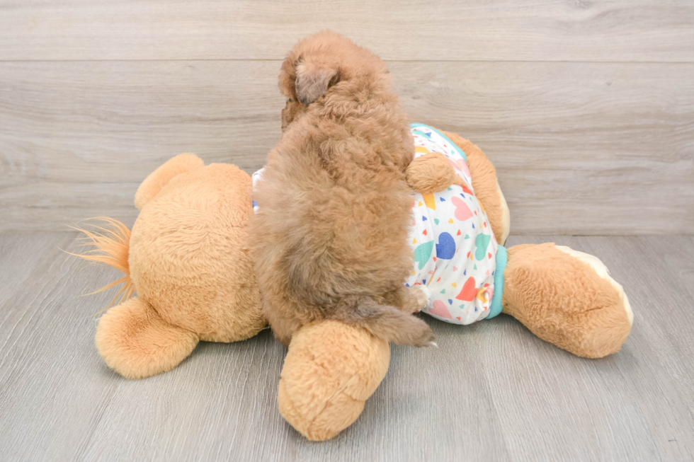 Fluffy Poochon Poodle Mix Pup