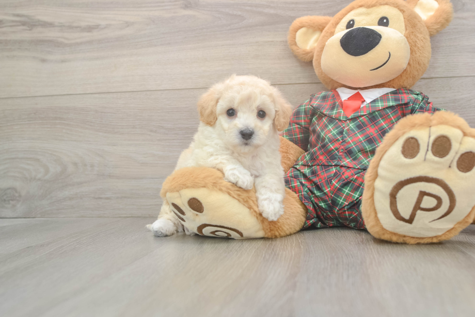Poochon Pup Being Cute