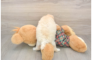 Small Poochon Baby