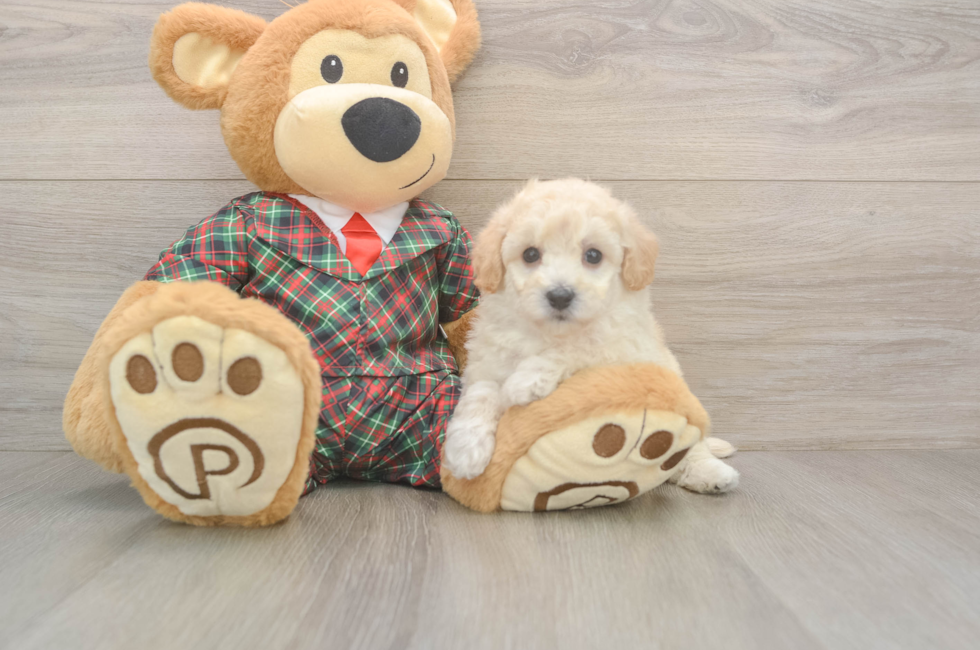 5 week old Poochon Puppy For Sale - Puppy Love PR