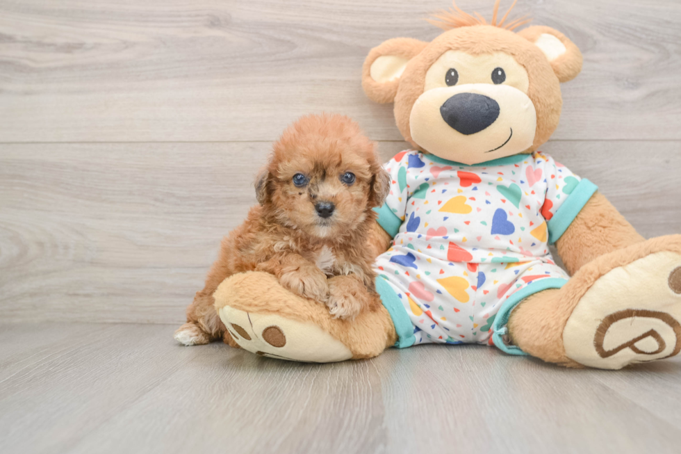 Funny Poochon Poodle Mix Pup