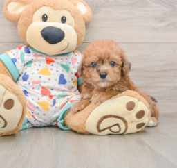 7 week old Poochon Puppy For Sale - Puppy Love PR